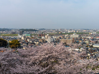 山に咲く桜の花と街の風景