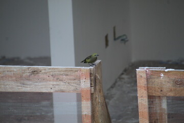 ave sanhaço do coqueiro - Thraupis palmarum