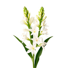 Fototapeta premium luxurious wedding flower bouquet on a transparent background