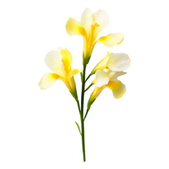 luxurious wedding flower bouquet on transparent background