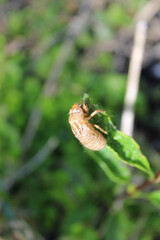 17-year cicada exoskeleton after molting on a leaf at Fullersburg Woods Forest Preserve in Oak Brook, Illinois