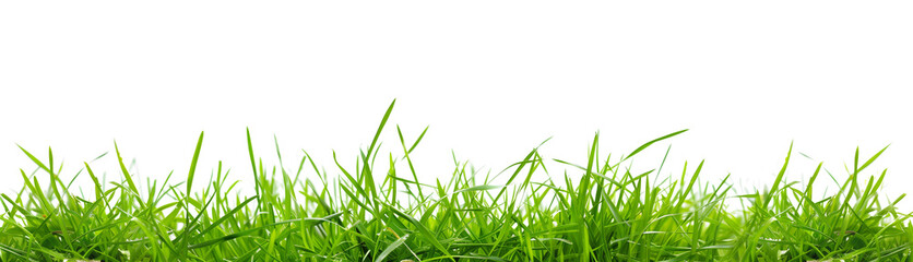 Fototapeta premium fresh spring green grass, isolated over a white transparent background. Natural resource