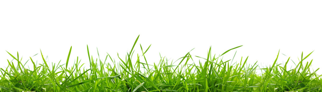 fresh spring green grass, isolated over a white transparent background. Natural resource
