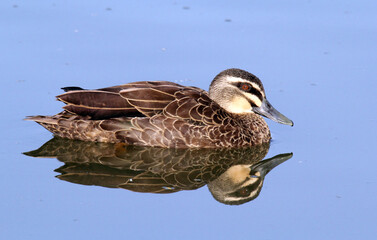 Pacific black duck bird swimming in calm water