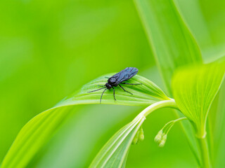 ヒゲナガクロハバチ