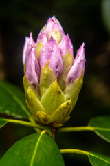 Closeup of a Rhododendron ponticum flower