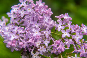 Closeup of a blooming  lilac branch