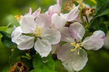 Apple flowers after the rain closeup