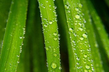 Green grass blades with drops of water