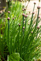 Chive plants in a spring garden