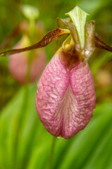 Close-up of a pink Lady's Slipper flower 