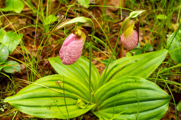 Pink Lady's Slipper flowers