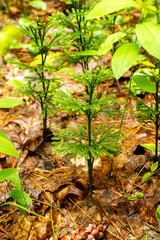 Dendrolycopodium obscurum clubmoss