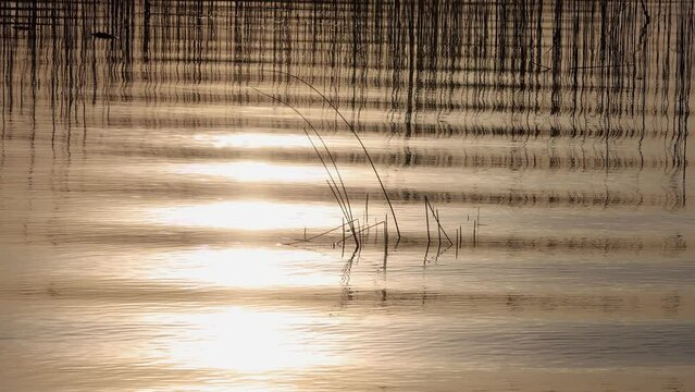 Light reflection in moving water in the evening light with reeds reflected in the water, Mondsee, Salzkammergut, Austria, Europe