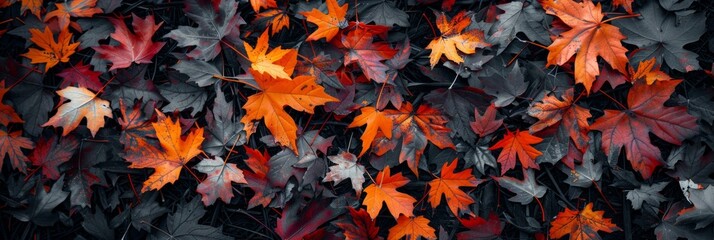 Full maple leaves in flat lay photography. First Day of Fall Concept. Leaves pattern