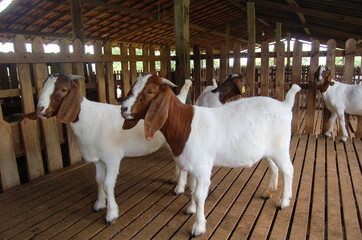 Young Boer goats in a stall in the goat and sheep pen is the traditional way of farming on the...