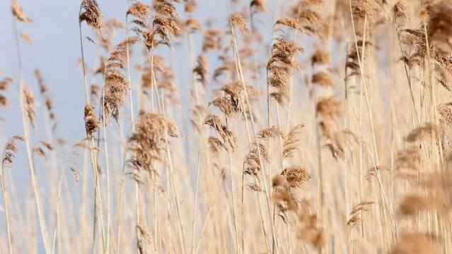 Reeds in the reed belt sway in the wind