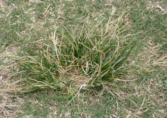 close up grass in a field