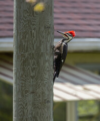 Pileated Woodpecker on a utility pole in a rural yard in springtime in Ontario