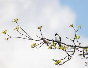 Eastern Kingbird on a branch with yellow leaves and white and blue sky background in sspringtime in Rondeau Park Ontario