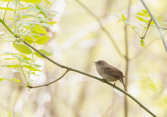 Small House Wren in a tree with soft yellow foliage