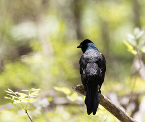 Common Grackle shimmering in a sunlit forest in springtime in Essex Ontario