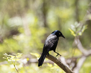 Common Grackle shimmering in a sunlit forest in springtime in Essex Ontario