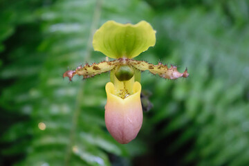 Paphiopedilum orchid flower close-up