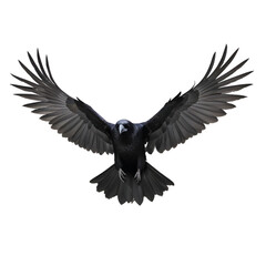 Fototapeta premium flying bird crow isolated on transparent background