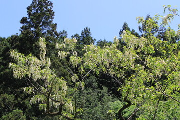 群馬県に流れる鮎川沿いに咲くニセアカシア゜