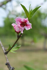 Beautiful Pink Peach Blossoms in a Garden, Pink Peach Flowers Blooming on Peach Tree, Beautiful peach flowers close up - as background, Flowering branch of fruit flower closeup