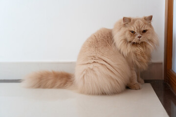 A British Longhair cat is standing in front of the bedroom door, eagerly waiting for its owner to...