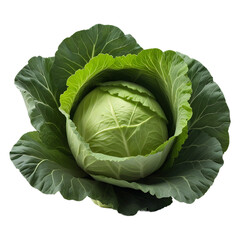 Fototapeta premium Cabbage isolated on transparent background, clipping path, full depth