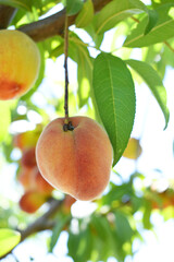 Fresh young unripe Peach fruits on a tree branch with leaves closeup, A bunch of unripe Peaches on a branch, beautiful delicious fruit peaches on the tree, peach fruits grow on a peach tree branch