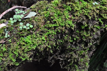 Mt.Hokyo is a 461-meter-high mountain located in the northeastern part of Tsukuba City, Ibaraki JAPAN. To the east, you can see Kasumigaura, which is the second largest in Japan, and the Pacific Ocean
