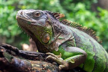 The green iguana (Iguana iguana) crawl on a branch