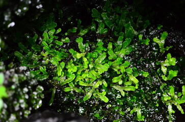 Mt.Hokyo is a 461-meter-high mountain located in the northeastern part of Tsukuba City, Ibaraki JAPAN. To the east, you can see Kasumigaura, which is the second largest in Japan, and the Pacific Ocean