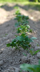 Row of young potato seedlings on garden bed. Agricultural cultivation in spring. Business farming concept. Vertical format.
