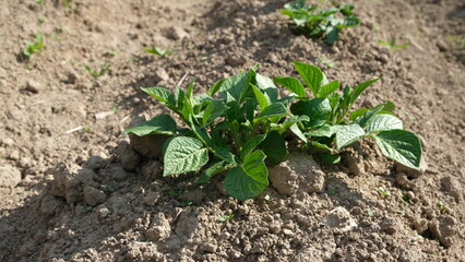 Young potato plant on cultivated land in vegetable garden on sunny day. Concept of spring agricultural work.