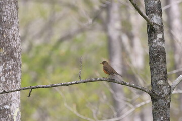Brown-headed Thrush stopping on a branch