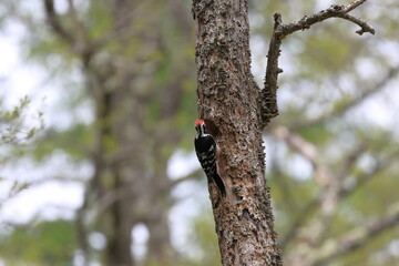 White-backed Woodpecker carrying foods to his chicks