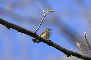 Narcissus Flycatcher stopping on a branch
