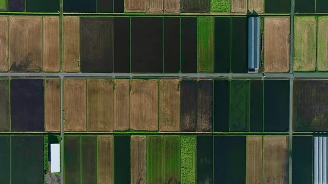 Aerial drone view of the spectacular landscape lined with rice fields. Directly above view.
