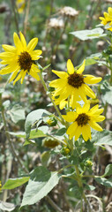 Closeup of a sunflower growing in a field of sunflowers during a nice sunny summer day, Sunflower natural background. flower blooming, Beautiful field of blooming sunflowers, Chakwal, Punjab, Pakistan