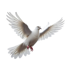 Obraz premium Flying pigeon bird isolated on transparent background