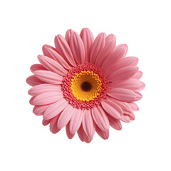 Pink gerber daisy isolated on transparent background