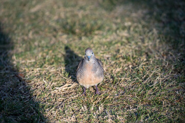 Portrait of a pigeon standing on a dried out lawn in the evening sunlight, birdwatching in Hawaii, Kihei, Maui
