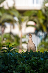 Medium sized bird, Erckel's Francolin, perched on top of a green hedge in the early morning light, birdwatching in Hawaii, Kihei, Maui
