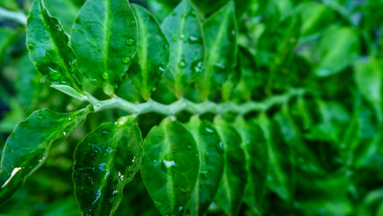 Selective focus. Light green leaves of Devil's Backbone (Pedilanthus tithymaloides), also called...