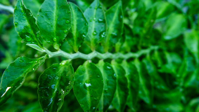 Selective focus. Light green leaves of Devil's Backbone (Pedilanthus tithymaloides), also called zigzag plant. dewy in the morning